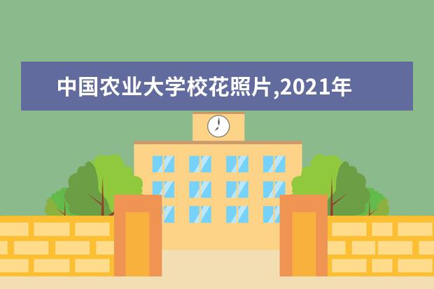 中国农业大学校花照片,2021年中国农业大学校花是谁(多图)