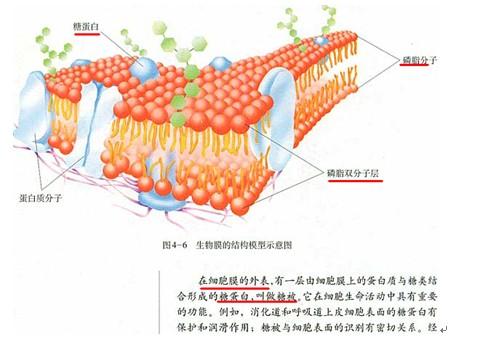 高考生物备考：物质出入细胞的方式