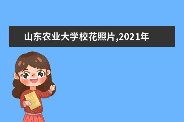 山东农业大学校花照片,2021年山东农业大学校花是谁(多图)