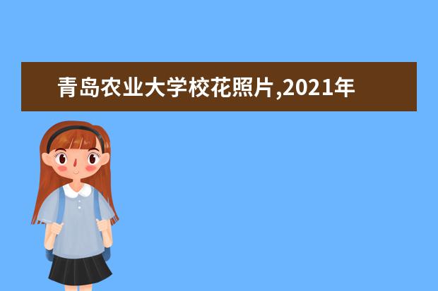 青岛农业大学校花照片,2021年青岛农业大学校花是谁(多图)