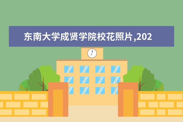 东南大学成贤学院校花照片,2021年东南大学成贤学院校花是谁(多图)